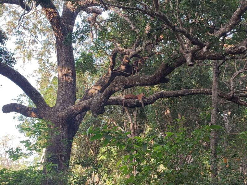 yala-national-park-half-day-safari