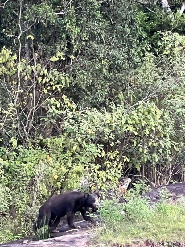 yala-national-park-half-day-safari