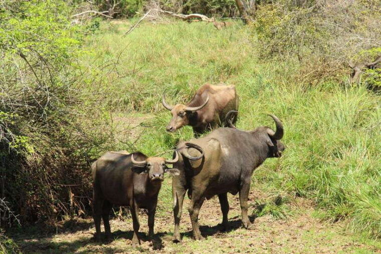 yala-national-park-half-day-safari