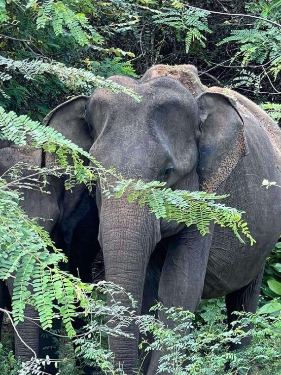 yala-national-park-half-day-safari