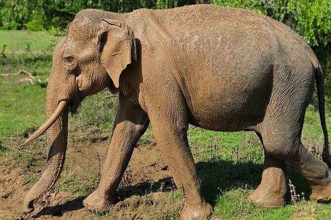 Yala National Park Half & Full Day Safari Tour By Nehansa Tours - An Overview of the Yala Safari Experience