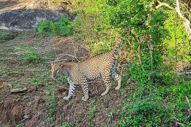 Yala National Park Half & Full Day Safari Tour By Nehansa Tours - The Itinerary Breakdown