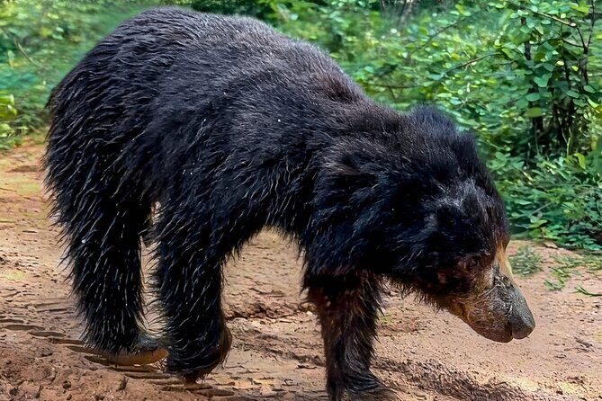 Yala National Park Half & Full Day Safari Tour By Nehansa Tours - Who Should Consider This Safari?