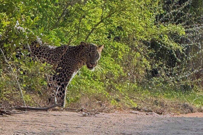 Yala National Park Half & Full Day Safari Tour By Nehansa Tours - Final Thoughts: Is It Worth It?
