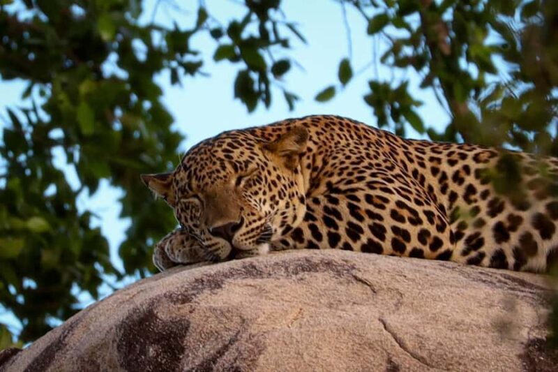 Yala National park: Hotel stay or pickup your hotel & Safari - Key Points
