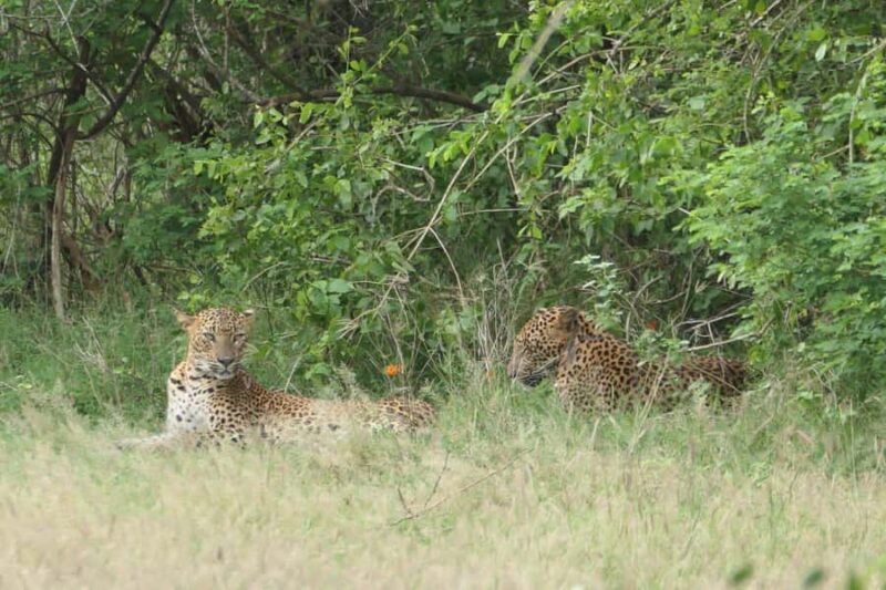 Yala National park: Hotel stay or pickup your hotel & Safari - What To Expect During Your Safari