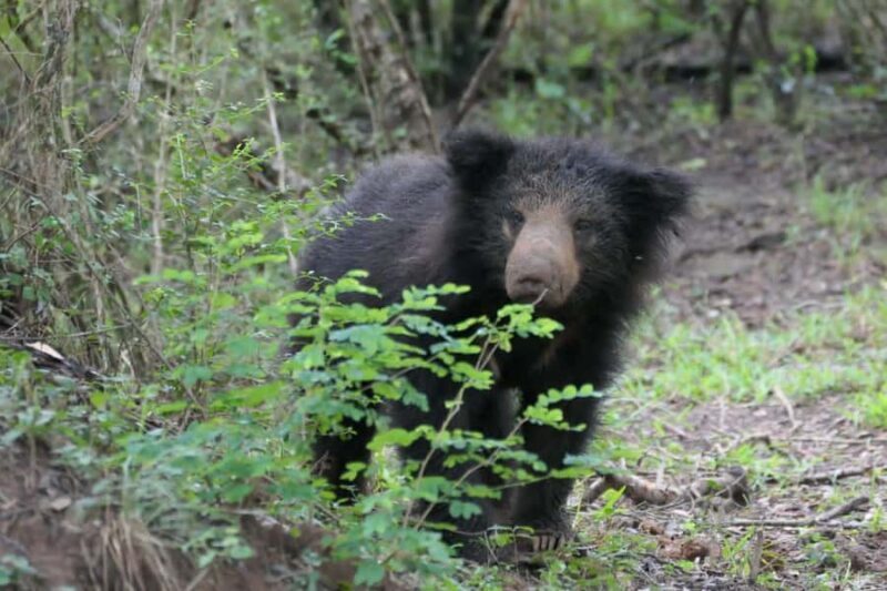 Yala National park: Hotel stay or pickup your hotel & Safari - FAQs