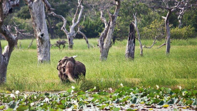 yala-national-park-jeep-safari-from-colombo-and-negombo