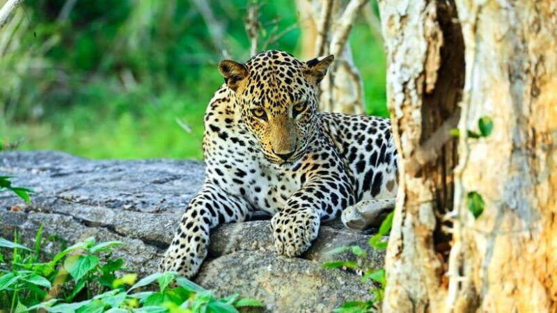 yala-national-park-jeep-safari-from-colombo-and-negombo