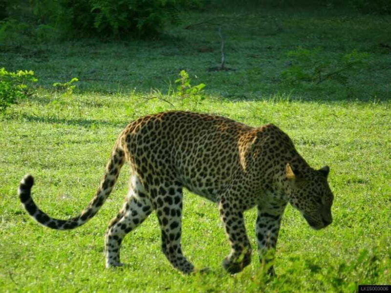 yala-national-park-jeep-safari-from-colombo-and-negombo