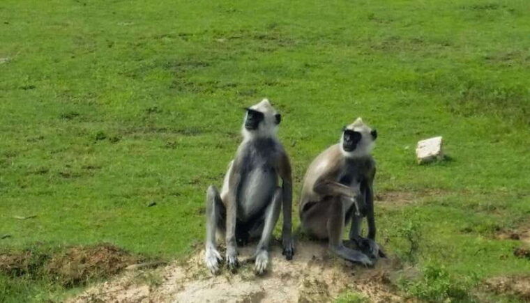 yala-national-park-jeep-safari-from-colombo-and-negombo