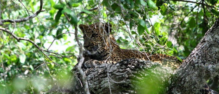 yala-national-park-jeep-safari-from-colombo-and-negombo