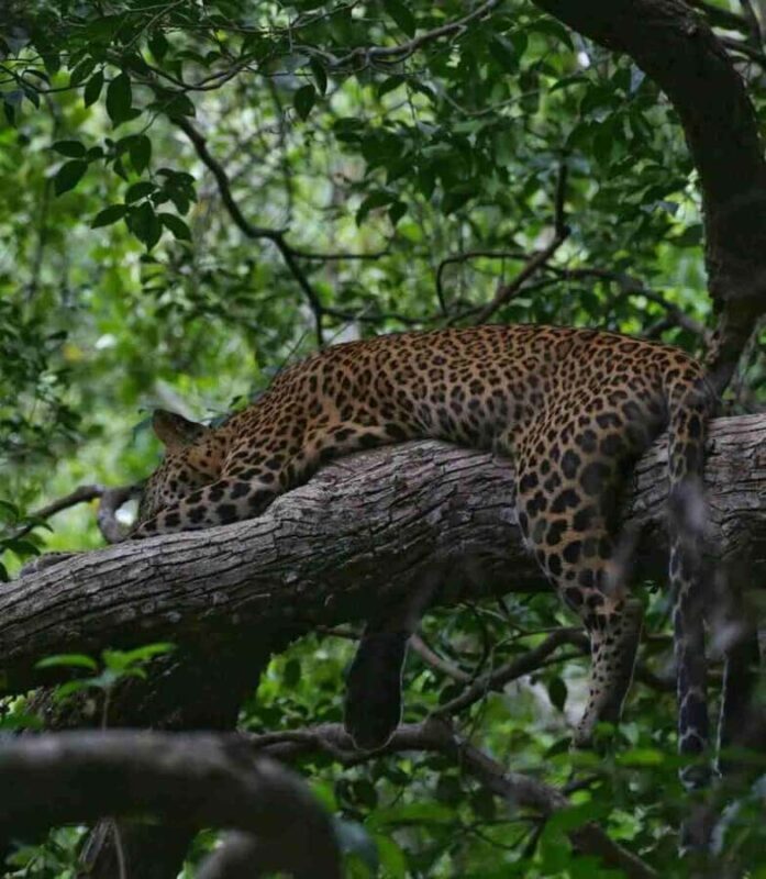 Yala National Park Jeep Safari from Hambantota Port Pickup - Yala National Park Jeep Safari from Hambantota Port Pickup: A Detailed Review