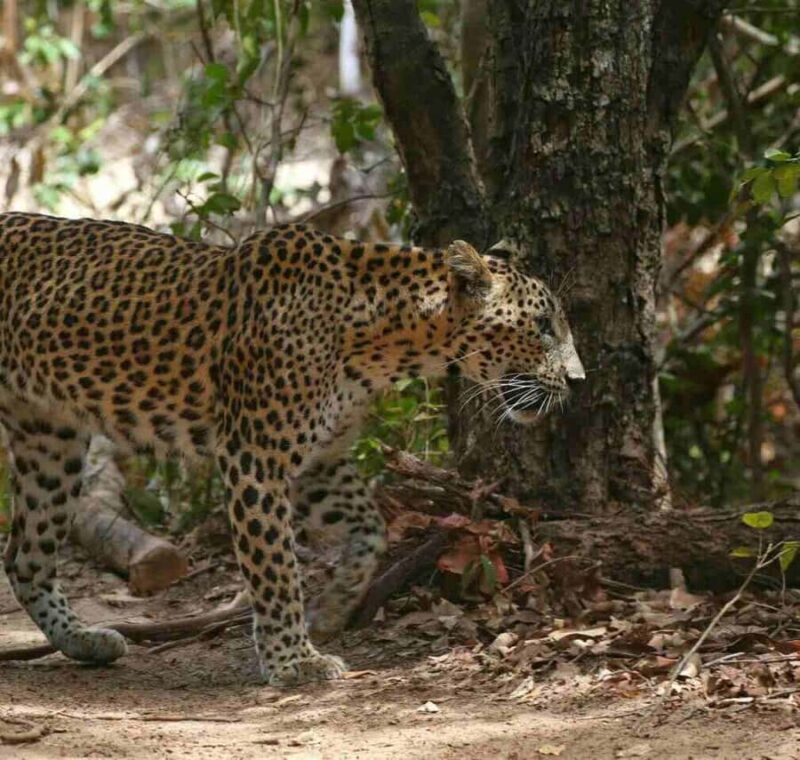 Yala National Park Jeep Safari from Hambantota Port Pickup - Introduction: What to Expect from the Yala Safari