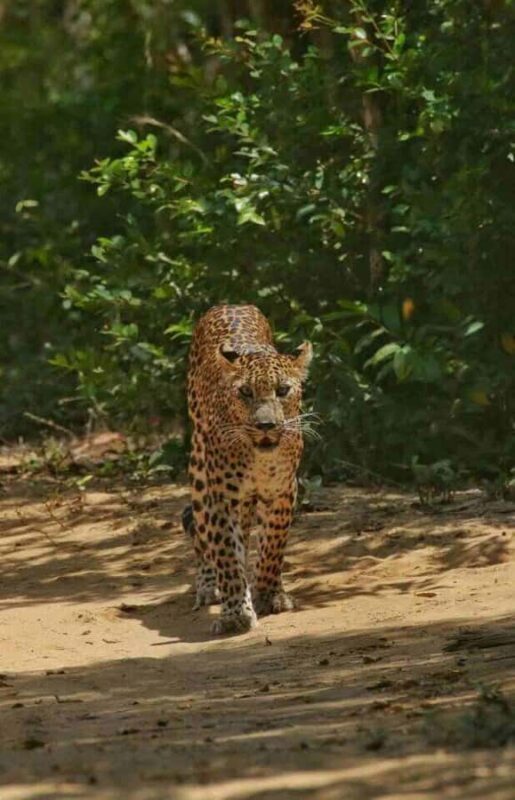 Yala National Park Jeep Safari from Hambantota Port Pickup - The Sum Up: Who Is This Tour Best For?