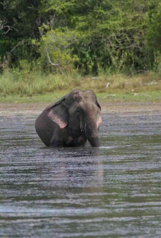 Yala National Park Jeep Safari from Hambantota Port Pickup - FAQ