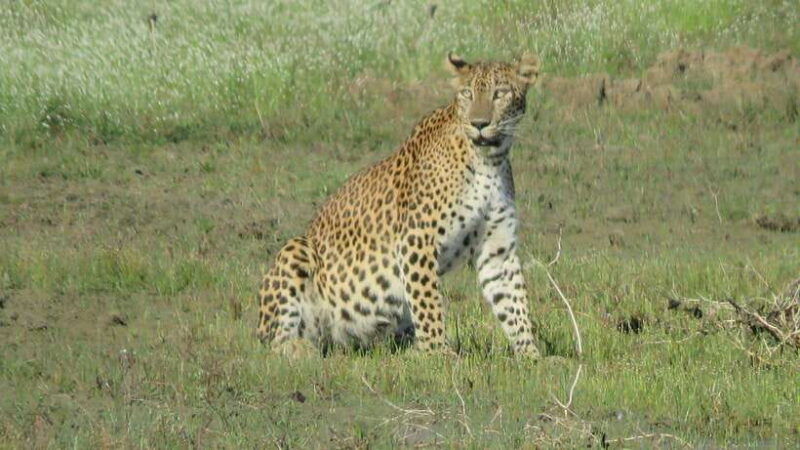 yala-national-park-jeep-safari-leopards-elephants-wild