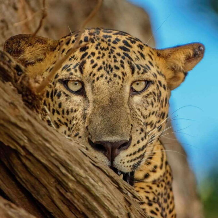 yala-national-park-jeep-safari-leopards-elephants-wild