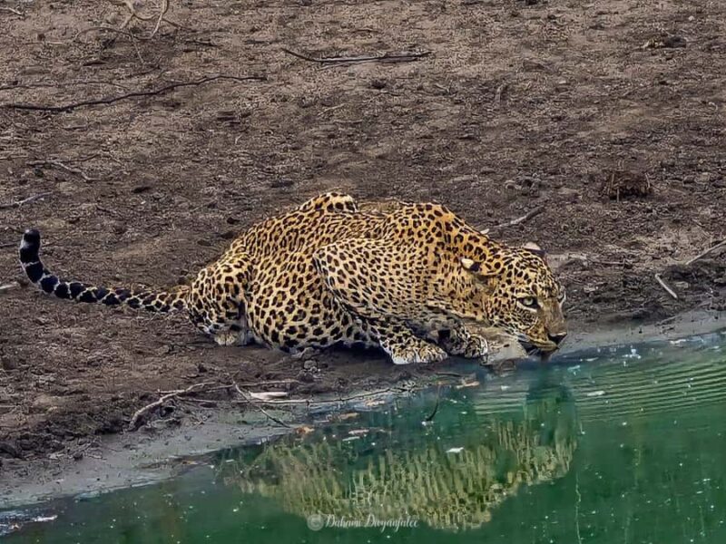 Yala National Park: Jeep Safari Tour - Key Points