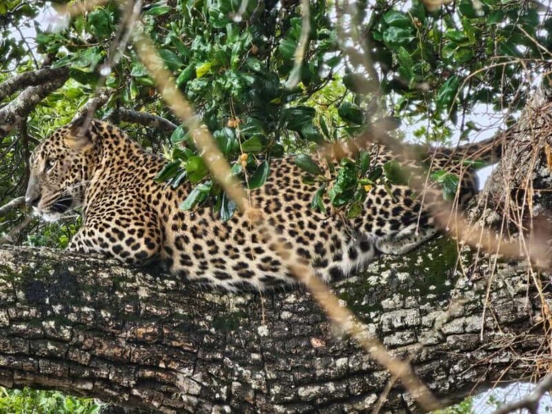 Yala National Park: Jeep Safari Tour - Exploring the Yala National Park Jeep Safari