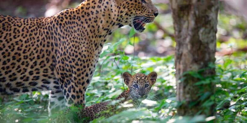 yala-national-park-leopard-safari-day-tour-from-colombo
