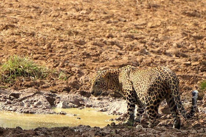 Yala National Park Leopard Safari - HALF DAY/FULL DAY TOUR - An In-Depth Look at the Lunugamwehera Safari Experience