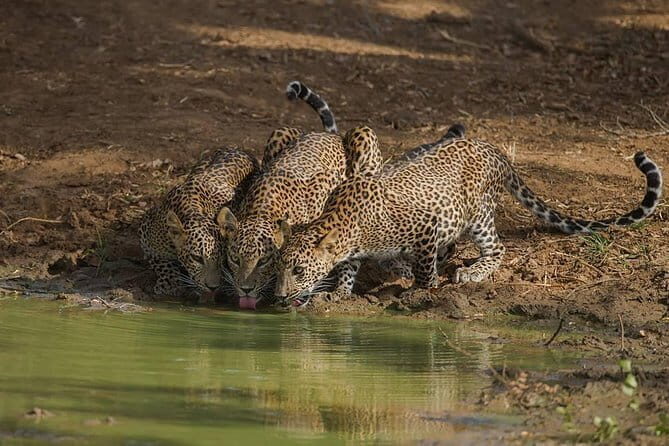 Yala National Park Leopard Safari - HALF DAY/FULL DAY TOUR - Frequently Asked Questions