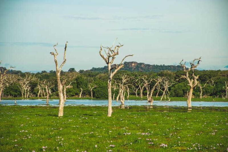 Yala National Park: Leopard Safari Half/Full-Day Safari - Who Should Consider This Safari?