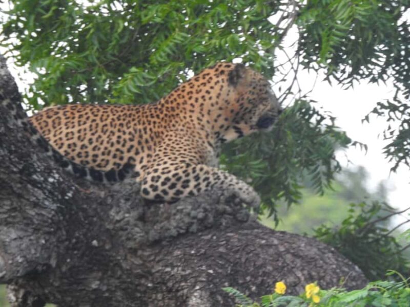 Yala National Park: Leopard Safari incl. Entry tickets - Yala National Park: Leopard Safari incl. Entry Tickets – A Complete Review