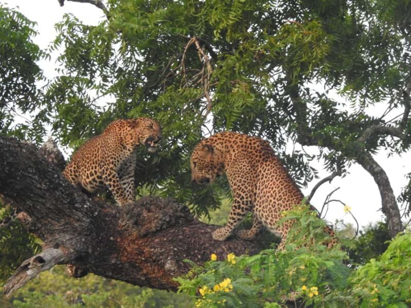 Yala National Park: Leopard Safari incl. Entry tickets - Authentic, Ethical Wildlife Experience