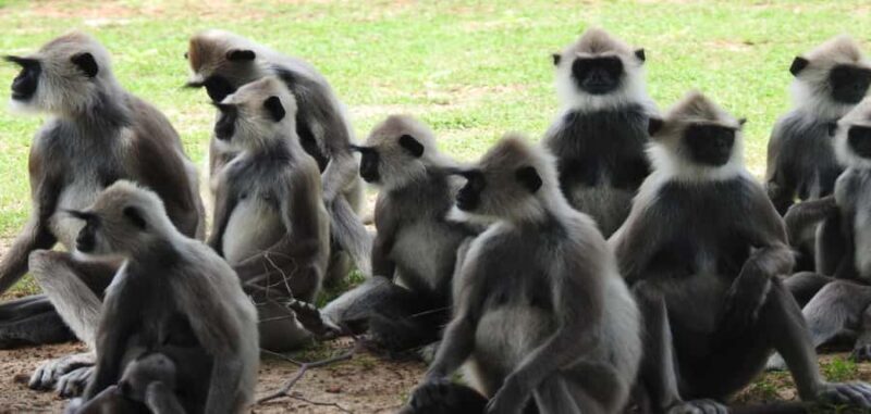 Yala National Park: Leopard Safari incl. Entry tickets - FAQs