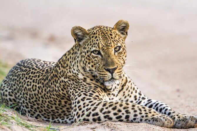 Yala National Park Leopard Safari Wildlife Private Adventure - Exploring Yala National Park: What You Can Expect