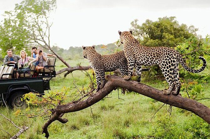 Yala National Park Leopard Safari Wildlife Private Adventure - Authentic Insights from Reviewers