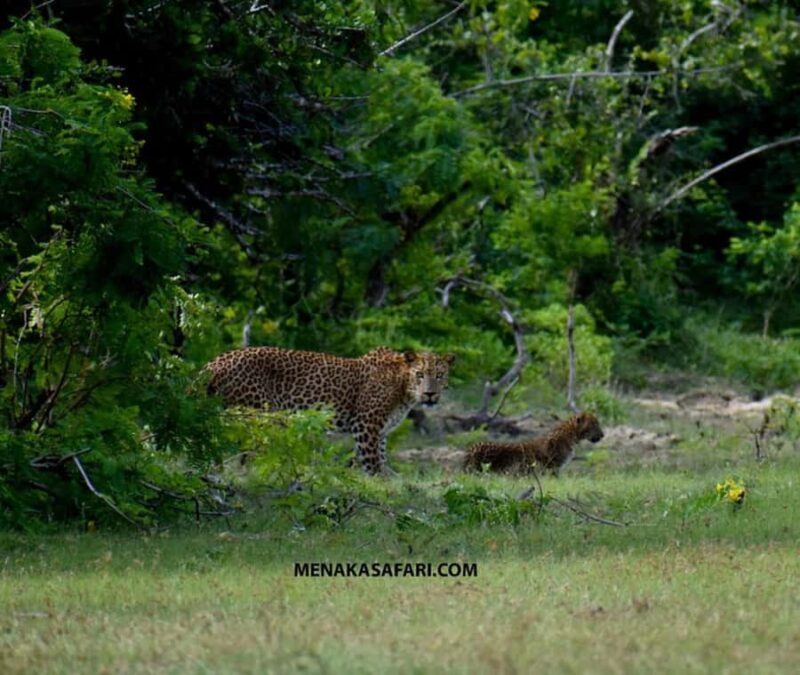 Yala National Park: Menaka Wildlife Safari - Key Points