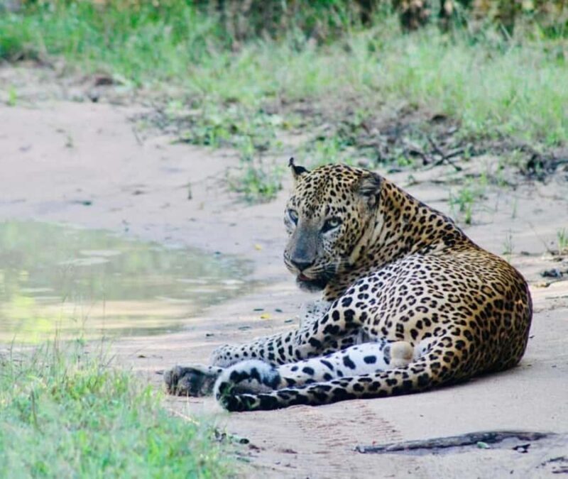 Yala National Park: Menaka Wildlife Safari - What to Bring and What Not to Bring