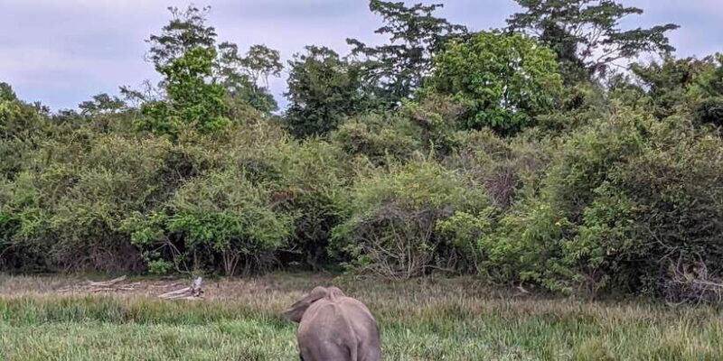 yala-national-park-morning-afternoon-safari-all-inclusive