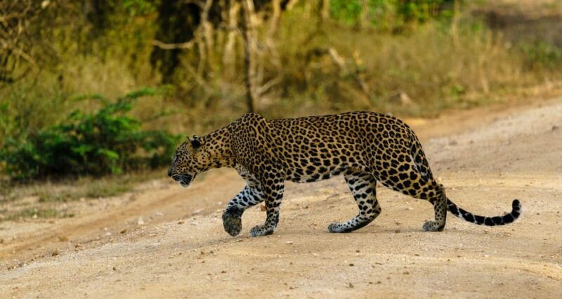 yala-national-park-morning-afternoon-safari-all-inclusive