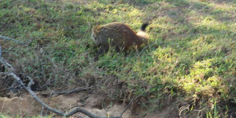 yala-national-park-morning-afternoon-safari-all-inclusive