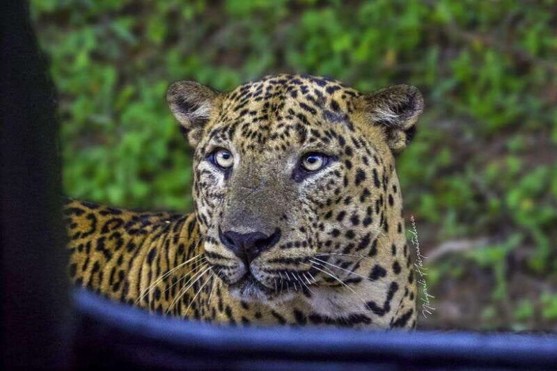 yala-national-park-morning-half-day-safari-tour
