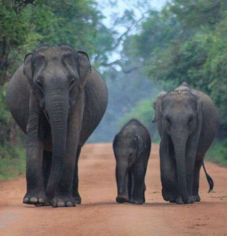 yala-national-park-morning-half-day-safari-tour