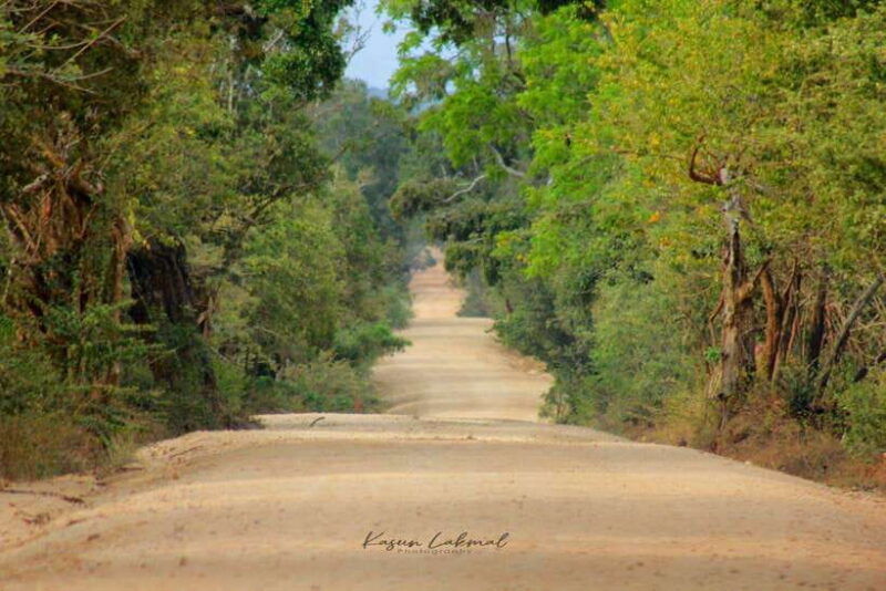 yala-national-park-morning-half-day-safari-tour