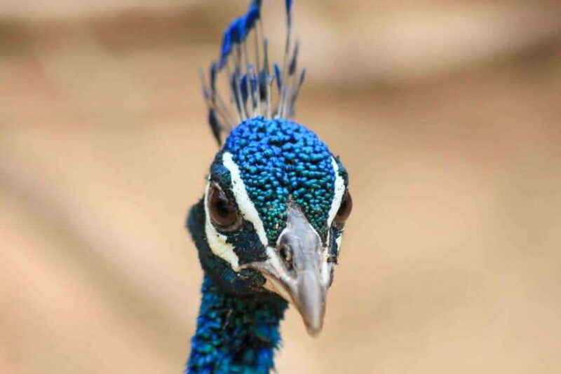 yala-national-park-morning-half-day-safari-tour