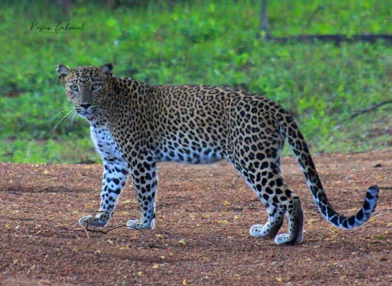 yala-national-park-morning-half-day-safari-tour
