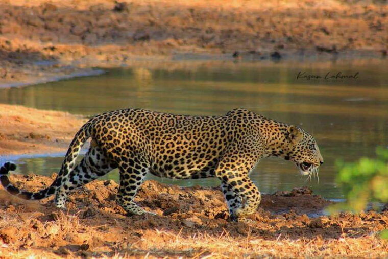 yala-national-park-morning-half-day-safari-tour