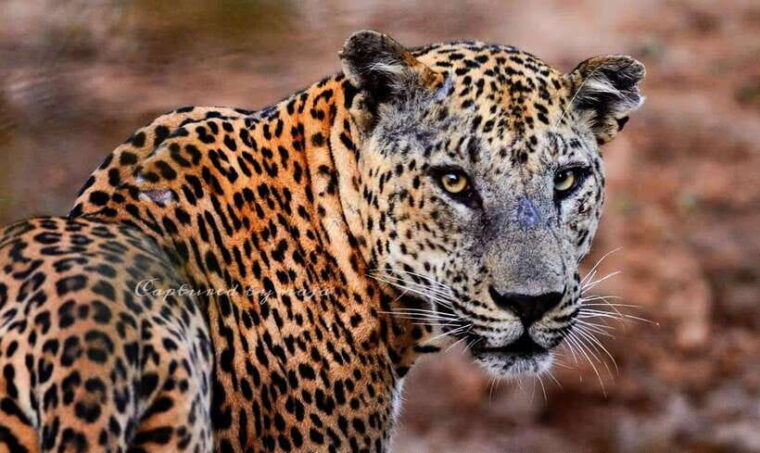 yala-national-park-morning-half-day-safari-tour