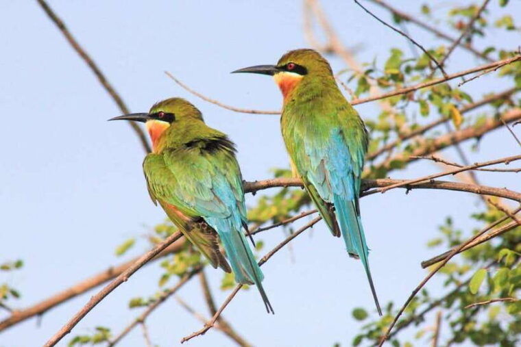 yala-national-park-morning-half-day-safari-tour