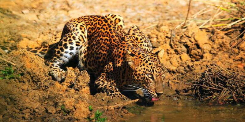 yala-national-park-morning-or-afternoon-game-drive