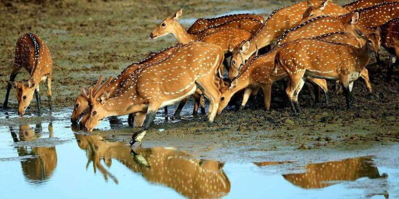 yala-national-park-morning-or-afternoon-game-drive