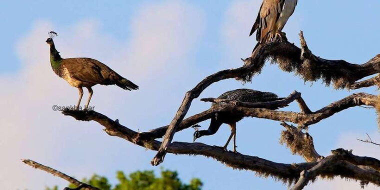 yala-national-park-morning-or-afternoon-game-drive