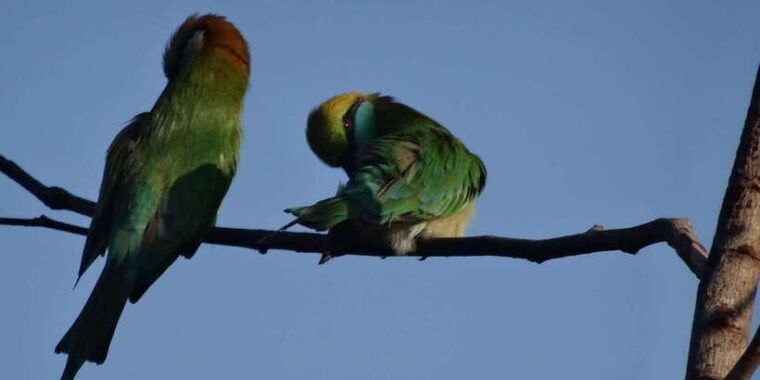 yala-national-park-morning-or-afternoon-game-drive